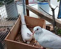 pigeon-for-sale-in-charlotte-nc