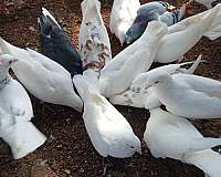 pigeon-for-sale