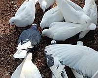 pigeon-for-sale-in-charlotte-nc