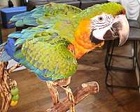 macaw-for-sale