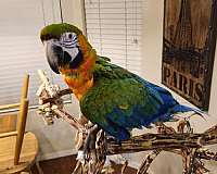 macaw-for-sale-in-arizona