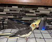 cockatiel-for-sale