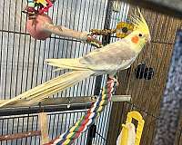 cockatiel-for-sale-in-logan-oh