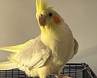 pied-yellow-pet-bird-for-sale