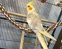 pied-yellow-bird-for-sale-in-logan-oh