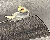 pied-yellow-noisy-bird-for-sale