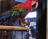 green-wing-macaw-for-sale-in-clatskanie-or