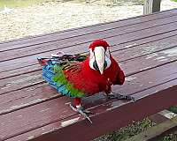 pet-bird-for-sale-in-clatskanie-or