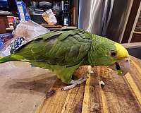 double-yellow-head-amazon-parrot-for-sale-in-clatskanie-or