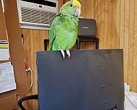 medium-bird-for-sale-in-clatskanie-or