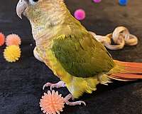 companion-bird-for-sale-in-lynchburg-va