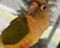 green-cheek-conure-for-sale