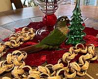 green-cheek-conure-for-sale