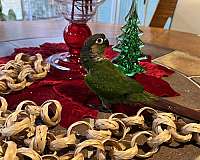 green-green-cheek-conure-for-sale