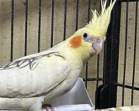 small-bird-for-sale-in-springfield-mo