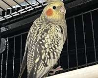 tame-bird-for-sale-in-springfield-mo