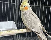 female-bird-for-sale-in-springfield-mo