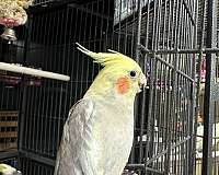 cockatiel-for-sale