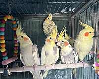 female-bird-for-sale-in-springfield-mo