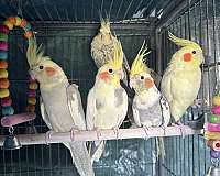 cockatiel-for-sale