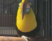 yellow-bird-for-sale-in-vista-ca