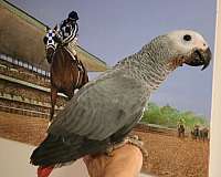 african-grey-parrot-for-sale