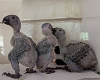 african-grey-parrot-for-sale-in-vista-ca