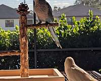 blue-white-bird-for-sale-in-vero-beach-fl