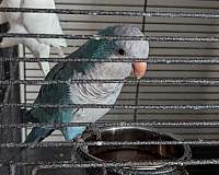 quaker-parrots-for-sale