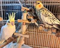 cockatiel-for-sale