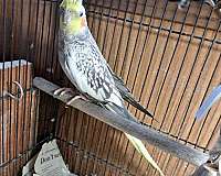 white-cockatiel-for-sale