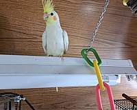 lutino-cockatiel-for-sale