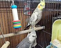 white-cockatiel-for-sale