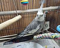 yellow-cockatiel-for-sale