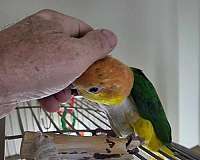 bird-parrot-for-sale-in-ward-ar