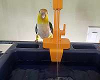 white-bellied-caique-for-sale