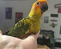 sun-conure-for-sale