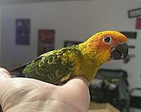 sun-conure-for-sale-in-layton-ut