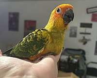 conure-sun-conure-for-sale-in-layton-ut