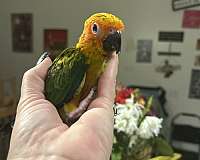 sun-conure-for-sale-in-layton-ut