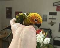 conure-sun-conure-for-sale-in-layton-ut