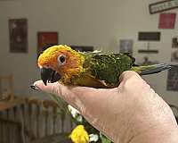 sun-conure-for-sale