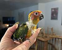 conure-sun-conure-for-sale-in-layton-ut