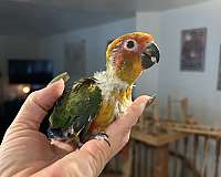 sun-conure-for-sale