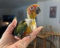 sun-conure-for-sale-in-layton-ut