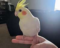 bird-for-sale-in-denton-tx