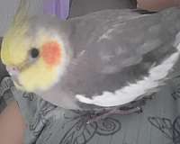 blue-white-bird-for-sale-in-denton-tx