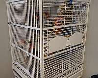 young-bird-for-sale-in-denton-tx