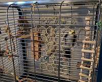 bird-parrot-for-sale-in-denton-tx