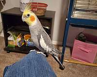 bird-for-sale-in-denton-tx